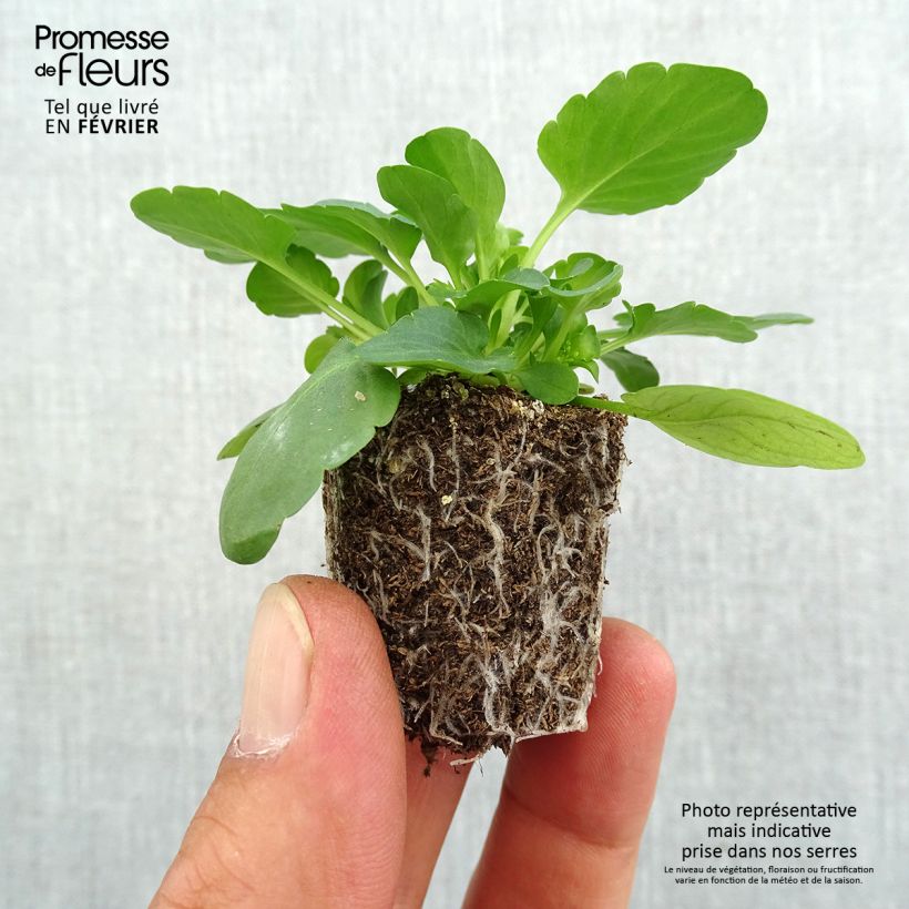 Spécimen de Pensée retombante Cool Wave Yellow mini-mottes Jardimotte : motte 3,8 cm x 3,2 cm en plaque de culture par 16, Plant vert de 5 cm de haut environ tel que livré en automne