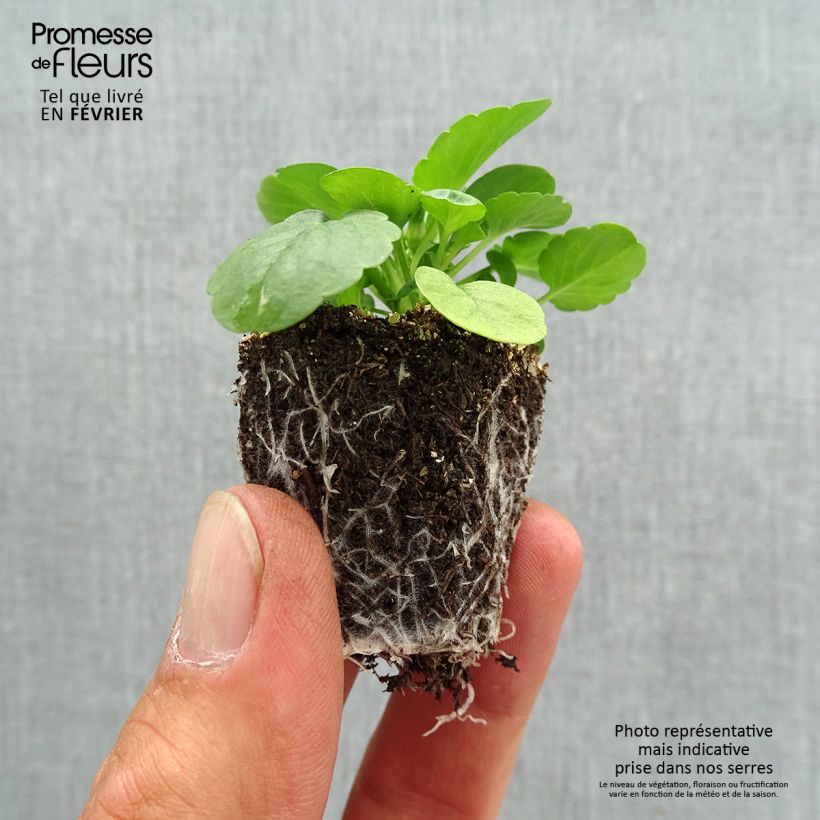Example of Pensée retombante Cool Wave Lemon Improved Mini-motte Jardimotte : motte 3,8 cm x 3,2 cm en plaque de culture par 16, Plant vert de 5 cm de haut environ as you get in automne