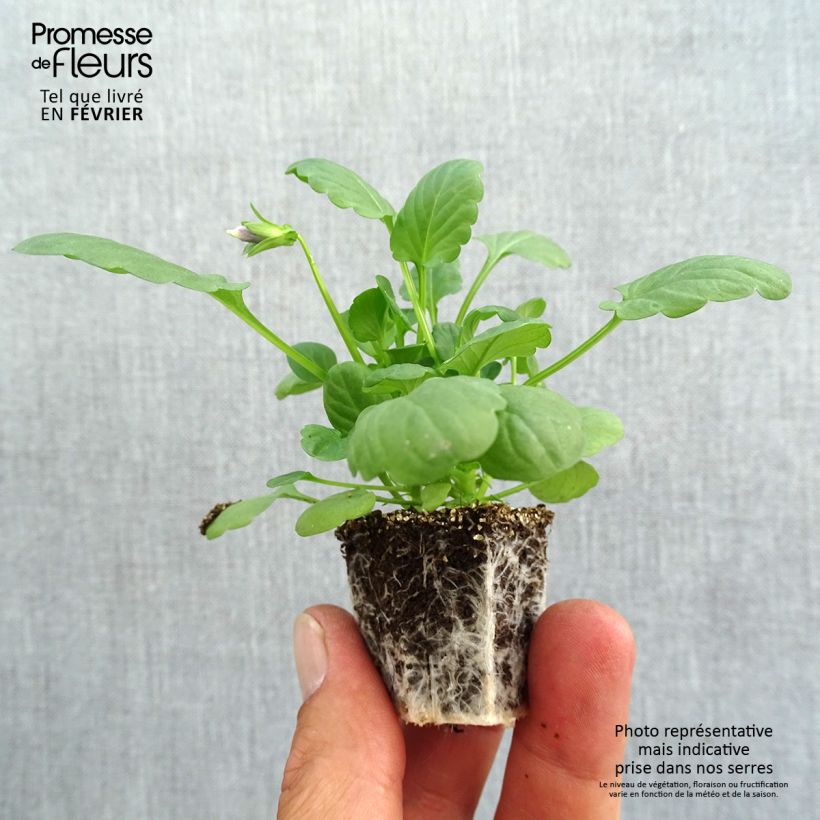 Spécimen de Pensée retombante Cool Wave® Mélange Mini-motte Jardimotte : motte 3,8 cm x 3,2 cm en plaque de culture par 16, Plant vert de 5 cm de haut environ tel que livré en automne