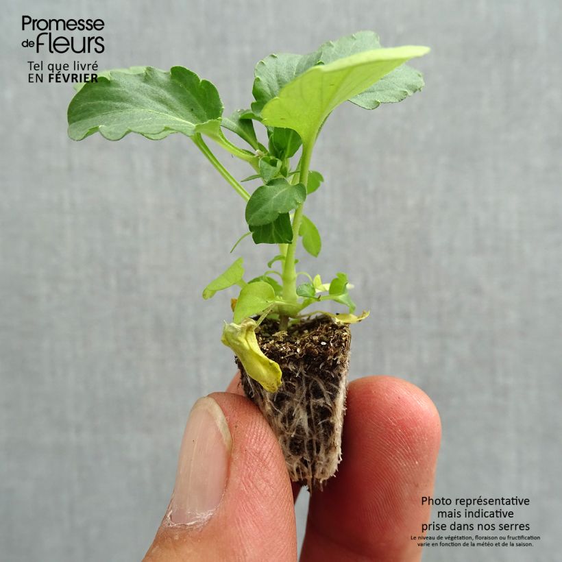 Spécimen de Pensée retombante Cool Wave Morpho Mini-motte Minimotte : motte 2,2 cm x 2 cm en plaque de culture par 35, Plant vert de 3 cm de haut environ tel que livré en automne