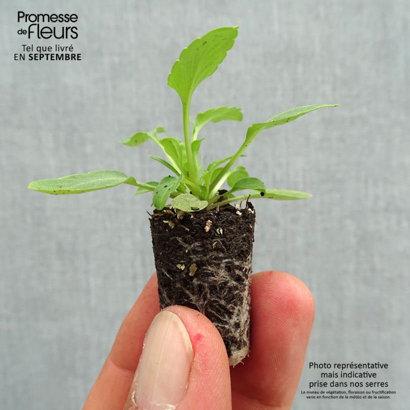 Spécimen de Pensée retombante VIOLET WING  Mini-motte Mini-motte Ø 1,5/2,5 cm, Plant vert de 3 à 5 cm de haut environ tel que livré en automne