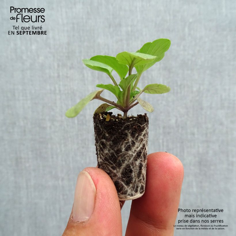 Spécimen de Pensée retombante Cool Wave  Raspberry Mini-motte Mini-motte Ø 1,5/2,5 cm, Plant vert de 3 à 5 cm de haut environ tel que livré en automne