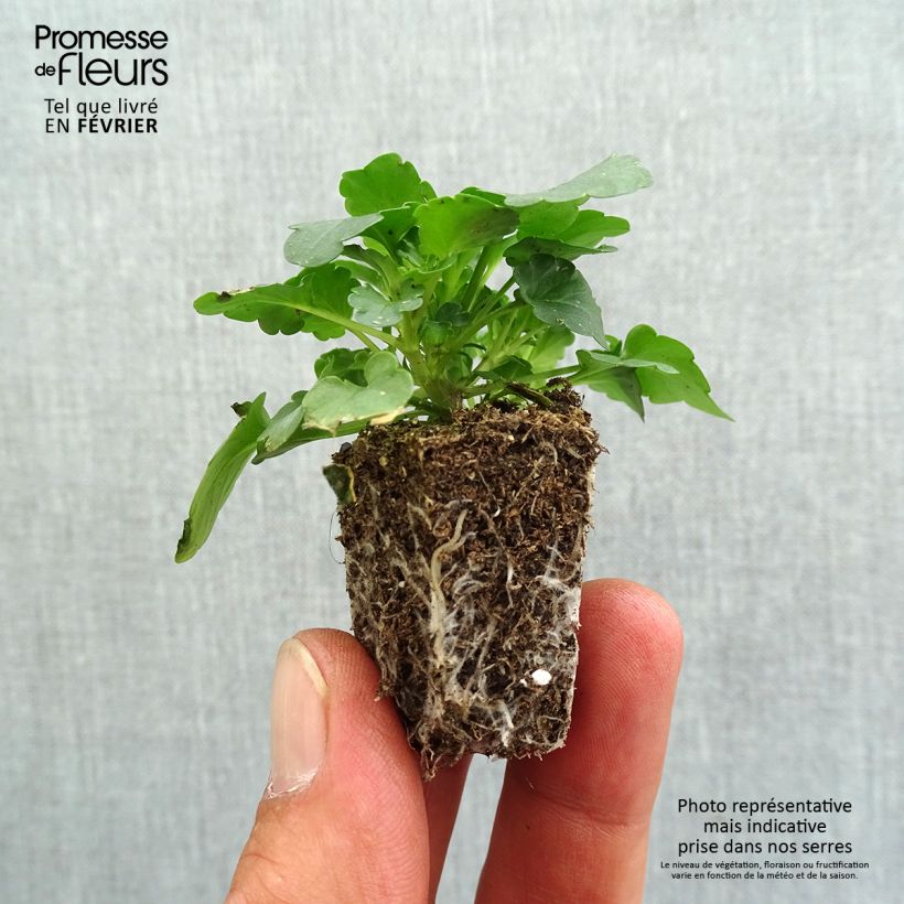 Spécimen de Pensée retombante Cool Wave® Red Wing - Viola wittrockiana  Jardimotte : motte 3,8 cm x 3,2 cm en plaque de culture par 16, Plant vert de 5 cm de haut environ tel que livré en automne