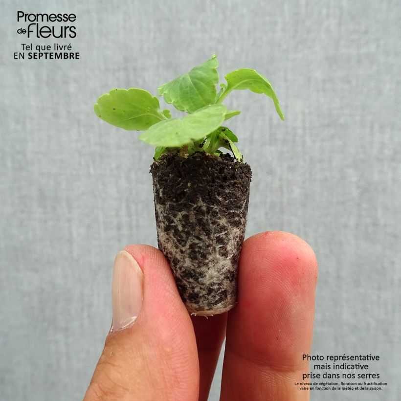 Spécimen de Pensée retombante Cool Wave White Mini-motte Mini-motte Ø 1,5/2,5 cm, Plant vert de 3 à 5 cm de haut environ tel que livré en automne