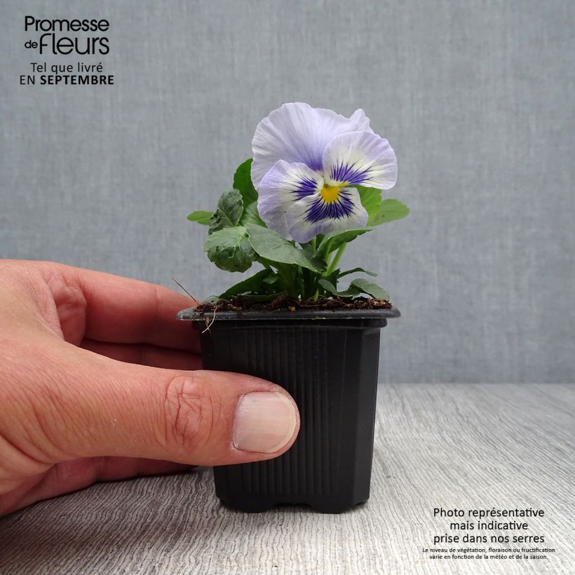 Spécimen de Pensées à fleurs moyennes Prim'Up Ocean Mix en mélange Mini-motte Godet de 7/8 cm tel que livré en automne