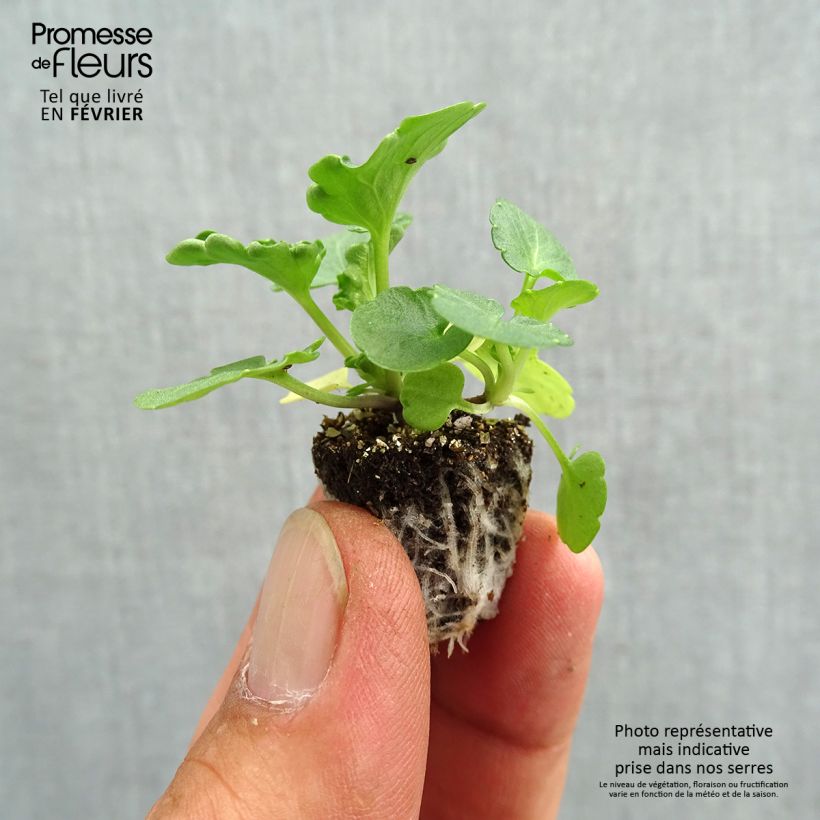 Spécimen de Pensées à fleurs moyennes Prim'Up Ocean Mix en mélange Mini-motte Minimotte : motte 2,2 cm x 2 cm en plaque de culture par 35, Plant vert de 3 cm de haut environ tel que livré en automne