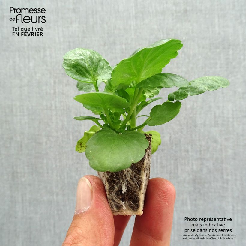 Spécimen de Pensées à fleurs moyennes Prim'Up Ocean Mix en mélange Mini-motte Jardimotte : motte 3,8 cm x 3,2 cm en plaque de culture par 16, Plant vert de 5 cm de haut environ tel que livré en automne