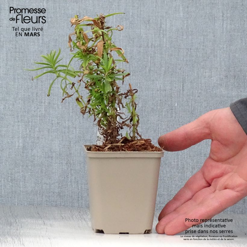 Spécimen de Penstemon Harlequin Magenta - Galane Pot de 2L/3L tel que livré au printemps