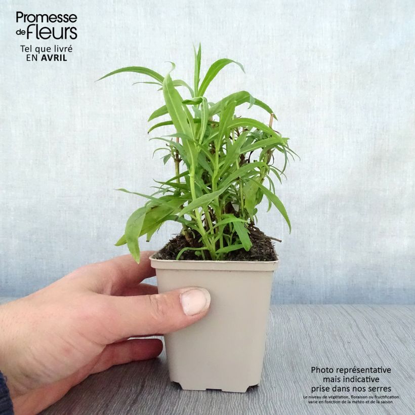 Spécimen de Penstemon Harlequin Red - Galane Godet de 8/9 cm tel que livré au printemps