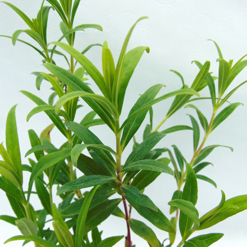 Penstemon Hewell Pink Bedder - Galane (Foliage)