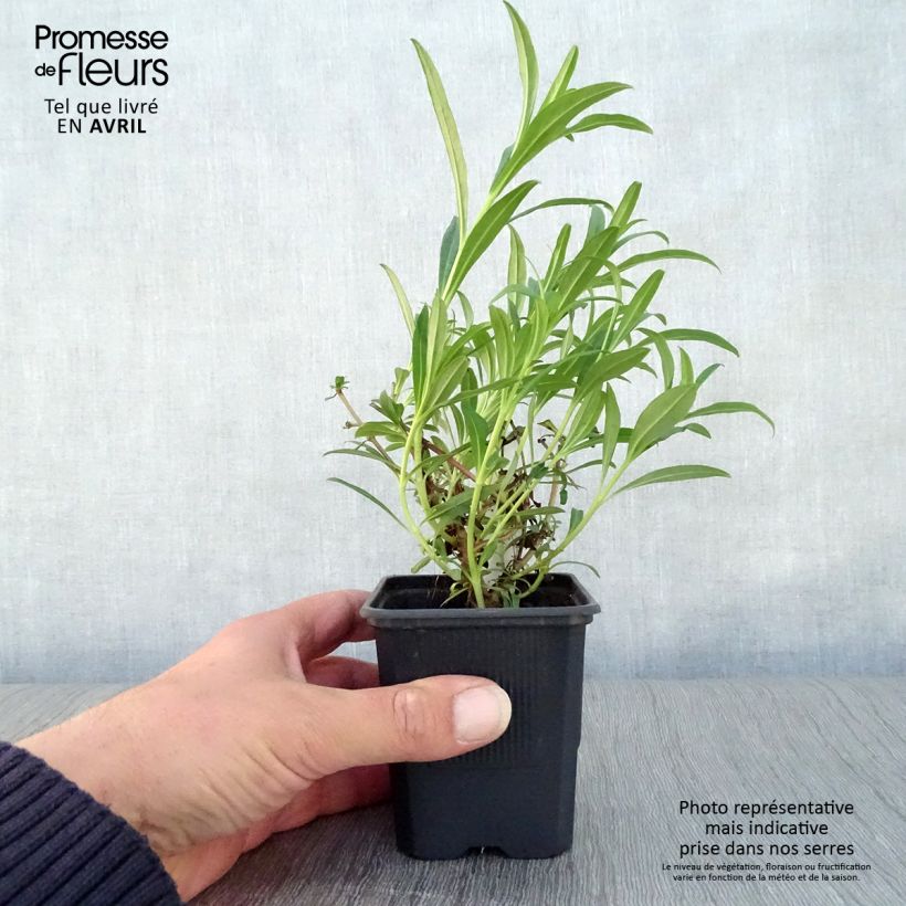 Example of Penstemon Hewell Pink Bedder - Galane Godet de 8/9 cm as you get in printemps