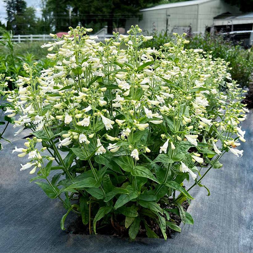 Penstemon Nova Pearl - Galane (Port)