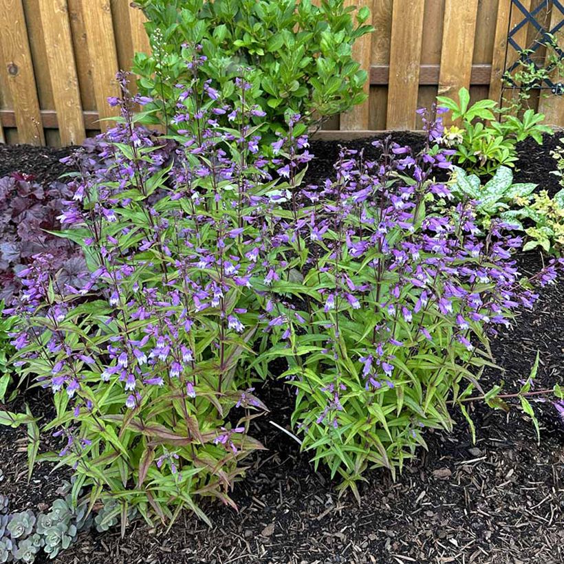 Penstemon Nova Twilight - Galane (Port)