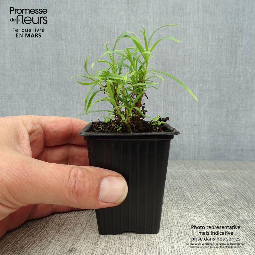 Spécimen de Penstemon Polaris Rose - Galane Godet de 7/8 cm tel que livré au printemps
