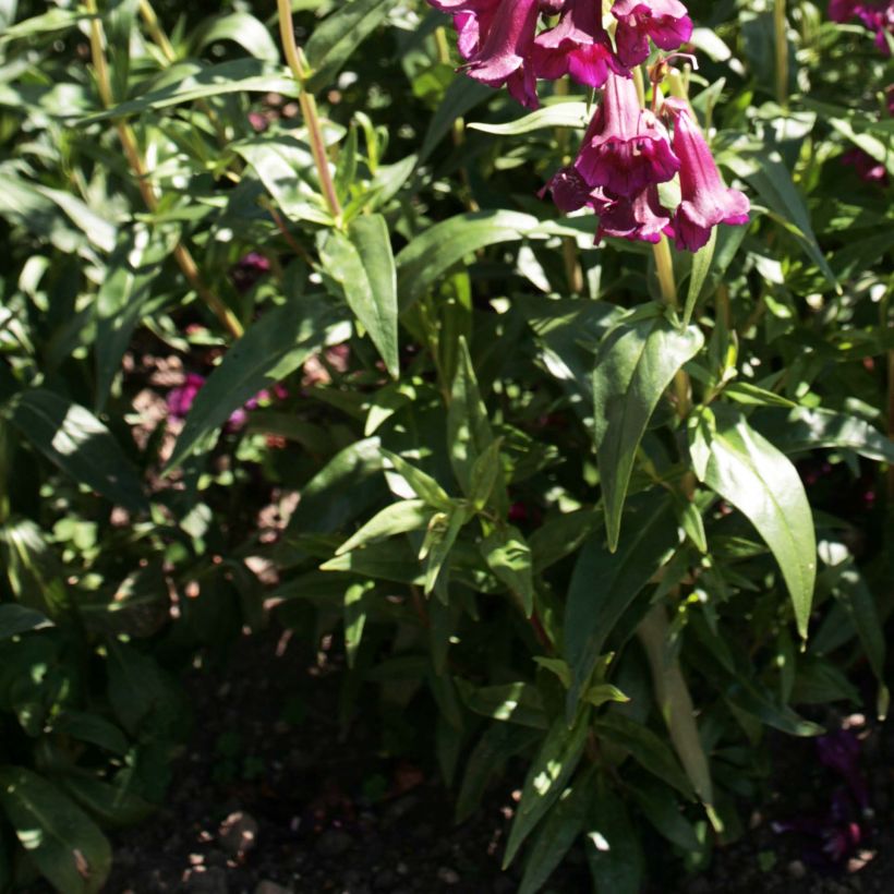 Penstemon Raven - Galane (Foliage)