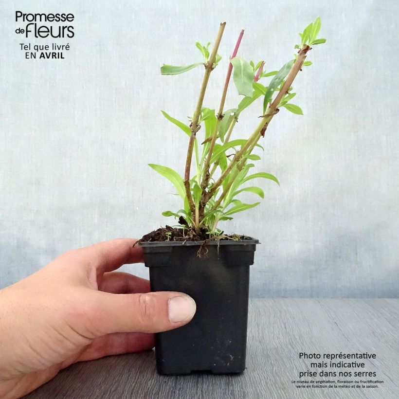 Spécimen de Penstemon Rich Ruby - Galane Godet de 7/8 cm tel que livré au printemps