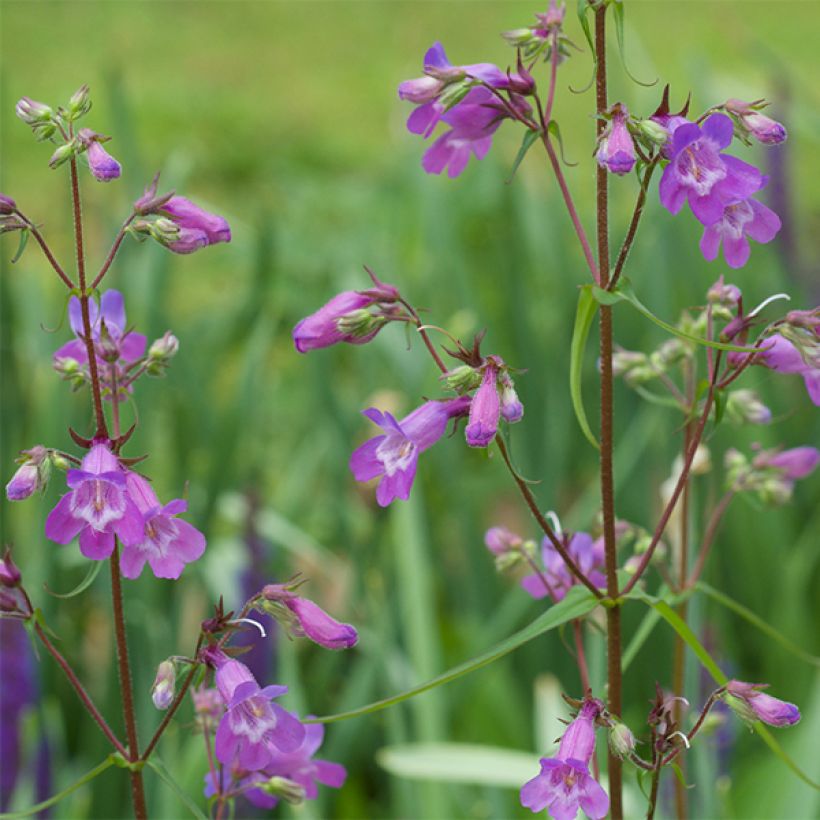 Penstemon hybride Sour Grapes - Galane (Flowering)
