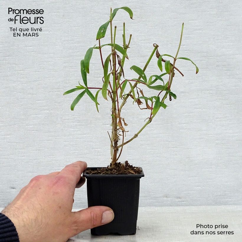 Example of Penstemon Souvenir d'Adrien Régnier - Galane Godet de 8/9 cm as you get in printemps