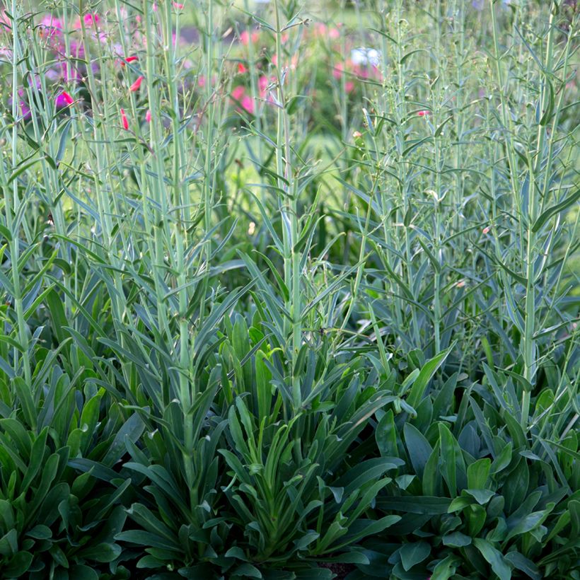 Penstemon barbatus Coccineus - Galane (Foliage)
