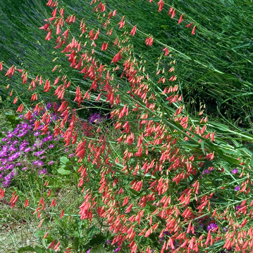 Penstemon barbatus Coccineus - Galane (Plant habit)