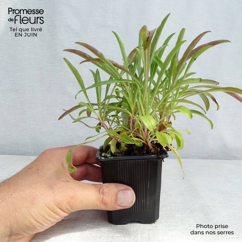 Spécimen de Penstemon barbatus Coccineus - Galane Godet de 8/9 cm tel que livré en été