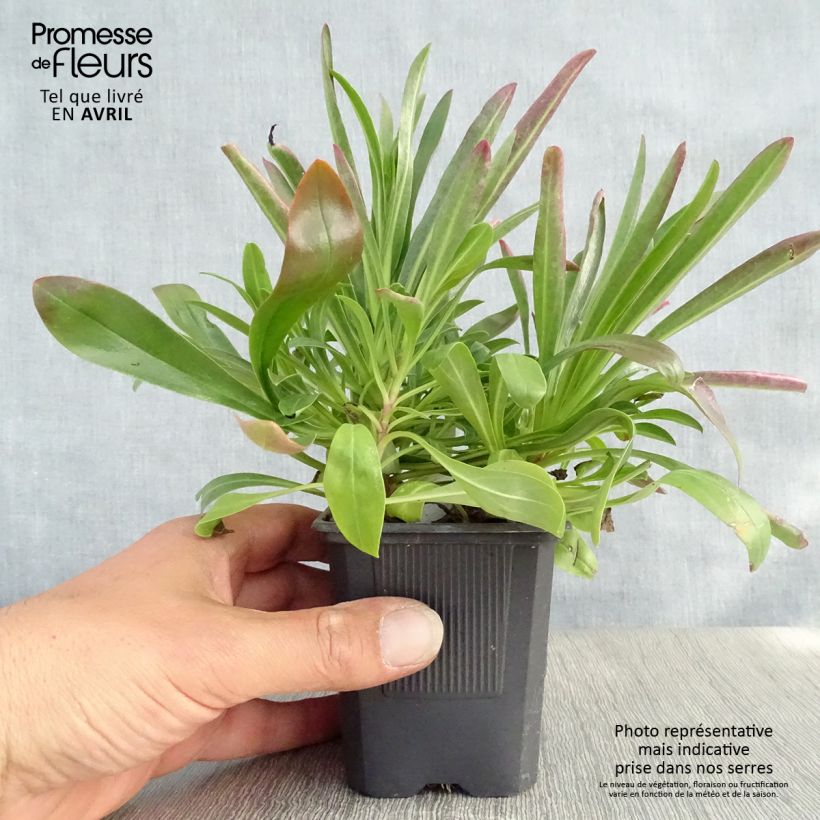 Example of Penstemon barbatus Coccineus - Galane Godet de 8/9 cm as you get in printemps