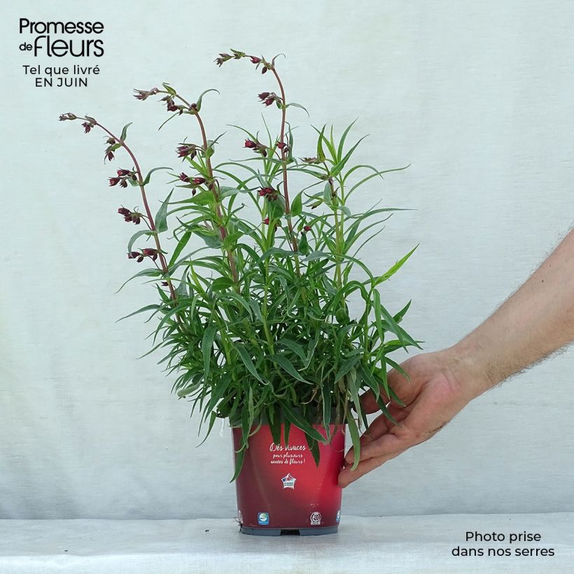 Spécimen de Penstemon barbatus Coccineus - Galane Pot de 2L/3L tel que livré en été