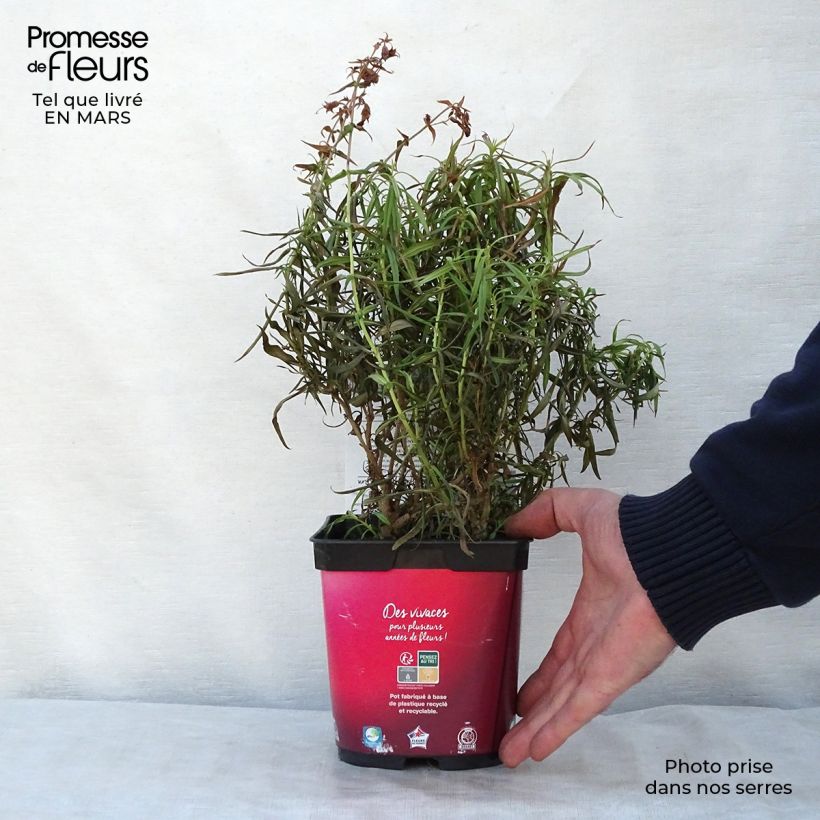 Example of Penstemon barbatus Coccineus - Galane Pot de 2L/3L as you get in printemps