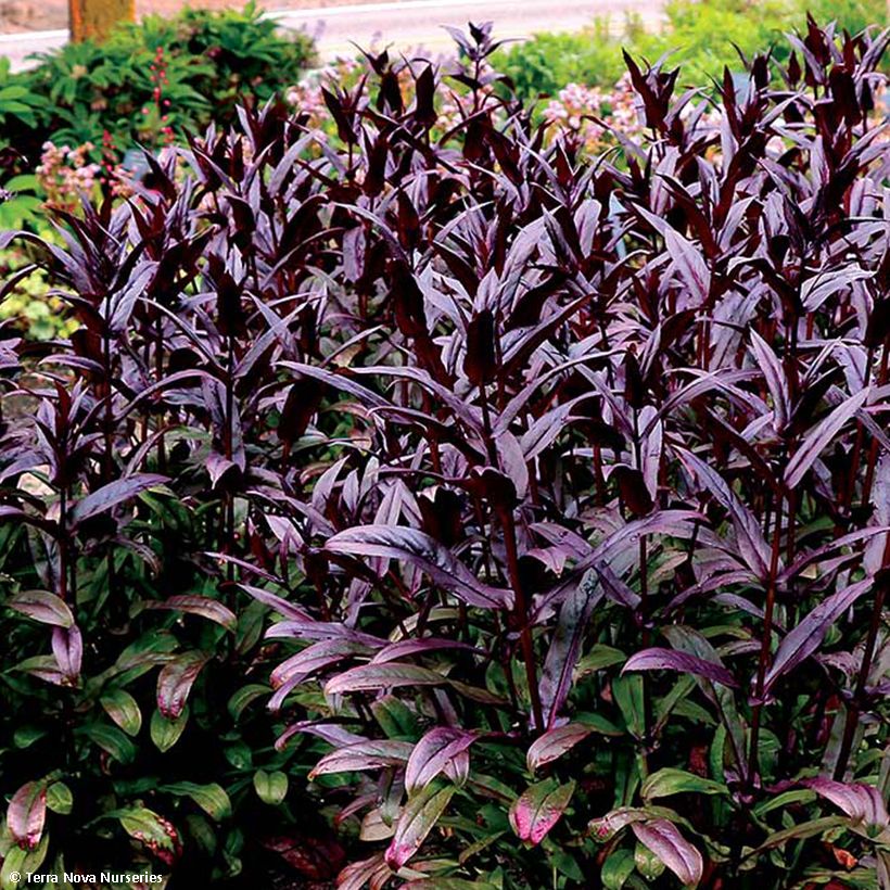 Penstemon digitalis Dakota Burgundy (Foliage)