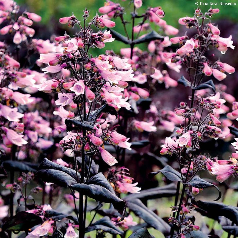 Penstemon digitalis Dakota Burgundy (Flowering)