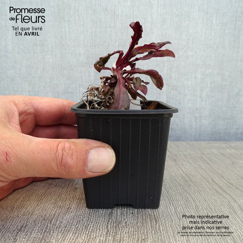 Example of Penstemon digitalis Dakota Burgundy Godet de 8/9 cm as you get in printemps