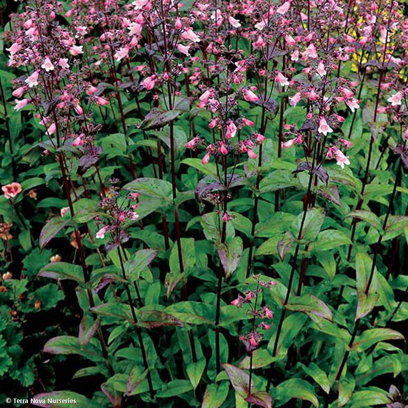 Penstemon digitalis Dakota Verde (Feuillage)