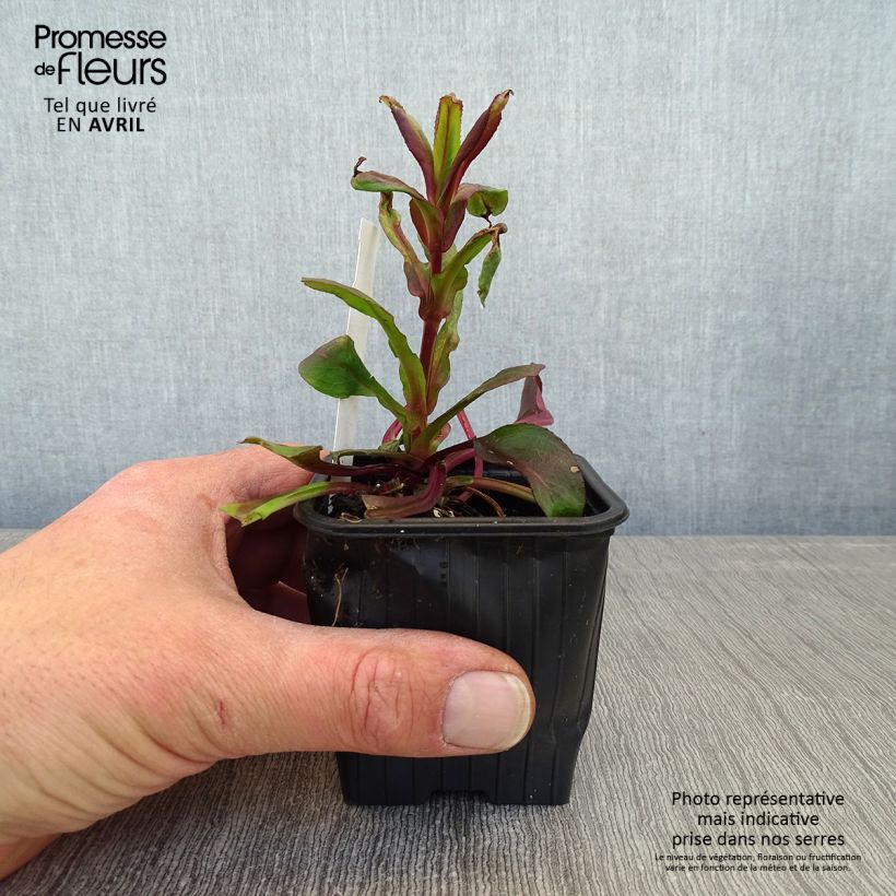 Spécimen de Penstemon digitalis Dakota Verde Godet de 8/9 cm tel que livré au printemps