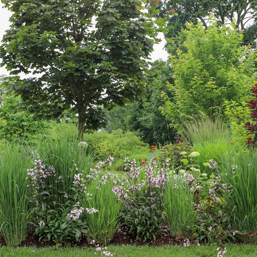 Penstemon digitalis Dark Towers - Galane (Plant habit)