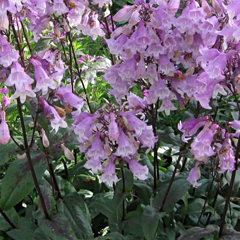 Penstemon digitalis Pocahontas - Galane (Flowering)