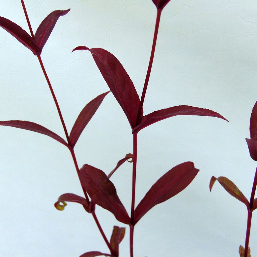 Penstemon digitalis Pocahontas - Galane (Foliage)