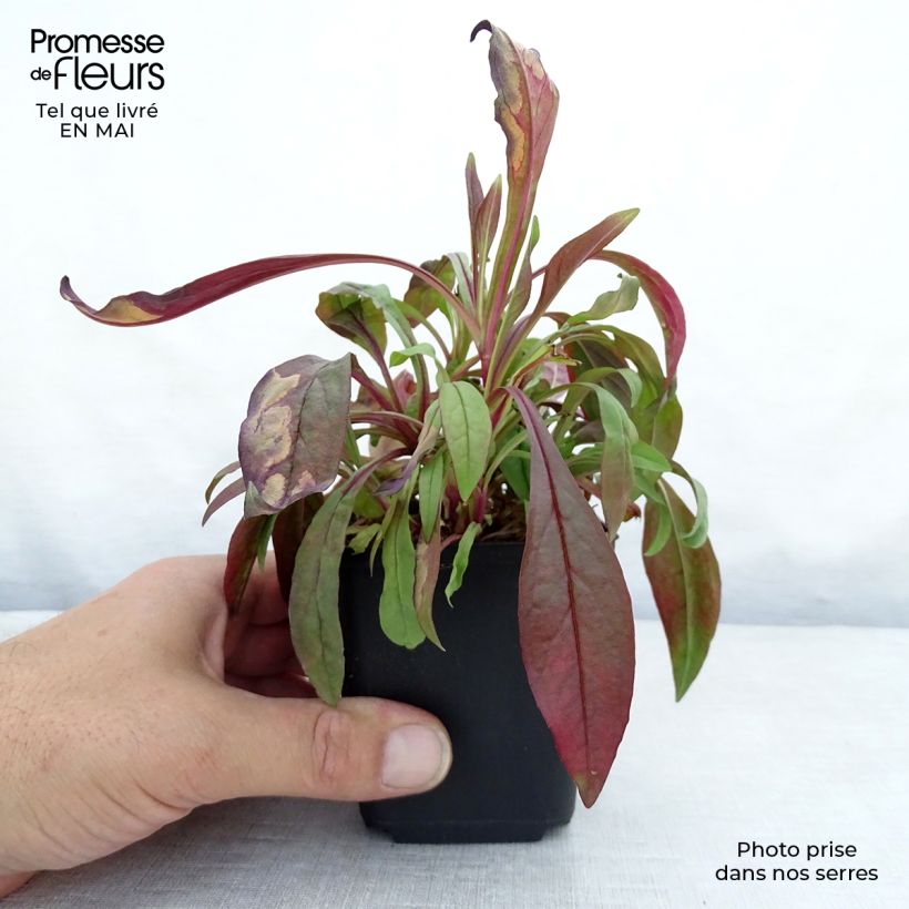 Example of Penstemon digitalis Pocahontas - Galane Godet de 8/9 cm as you get in printemps