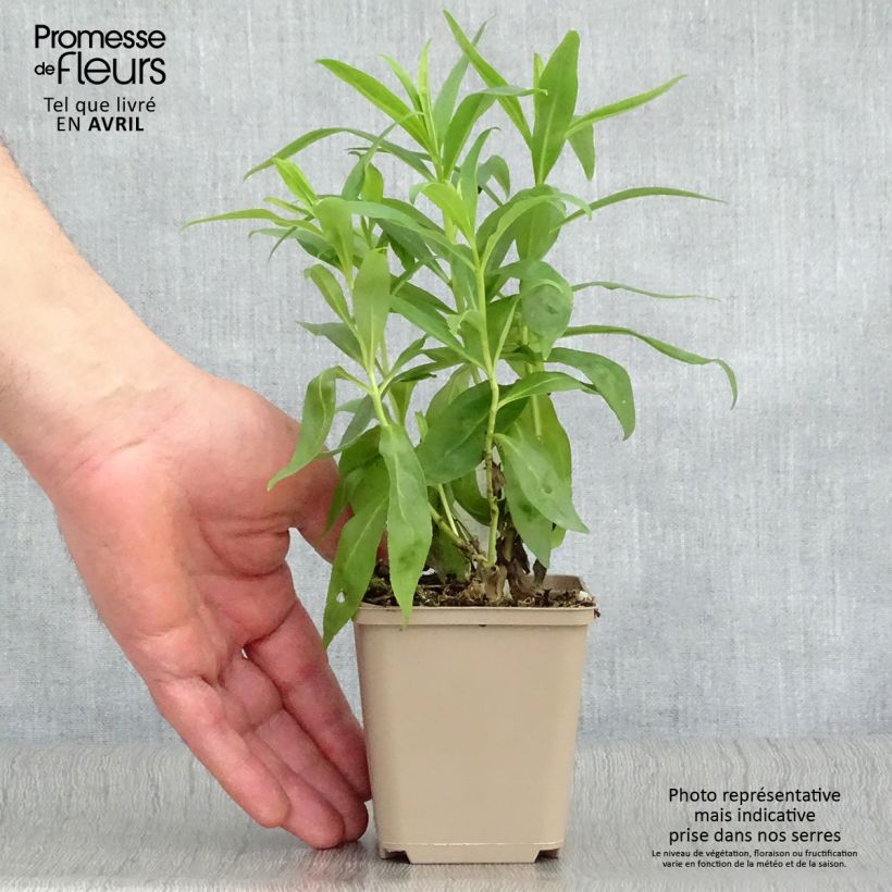 Example of Penstemon hybride Alice Hindley - Galane Godet de 8/9 cm as you get in printemps