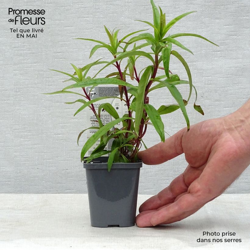 Example of Penstemon hybride Blackbird - Galane Godet de 7/8 cm as you get in printemps