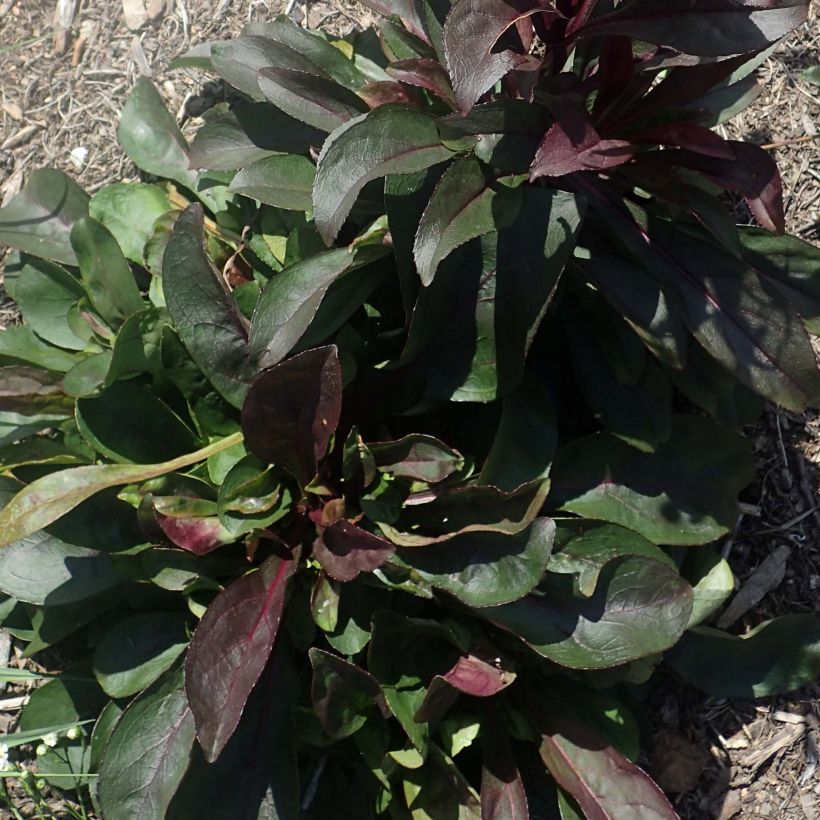 Penstemon digitalis Dark Towers - Galane (Foliage)