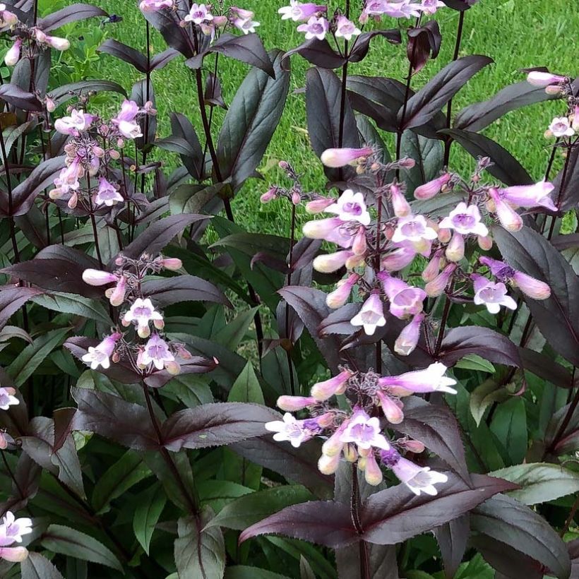 Penstemon digitalis Dark Towers - Galane (Flowering)