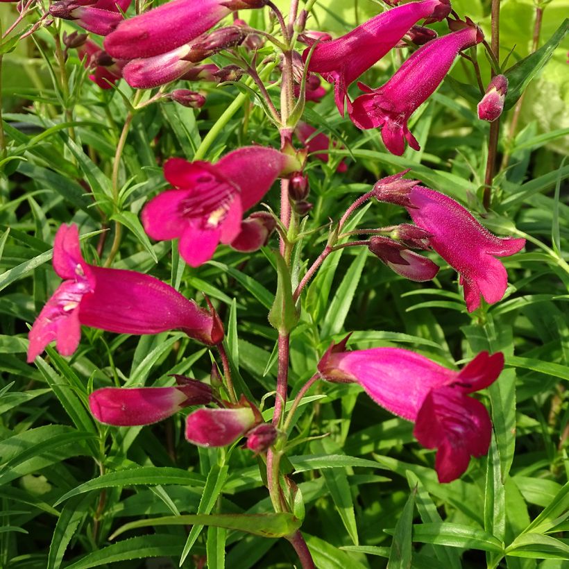 Penstemon hybride Garnet - Galane (Flowering)