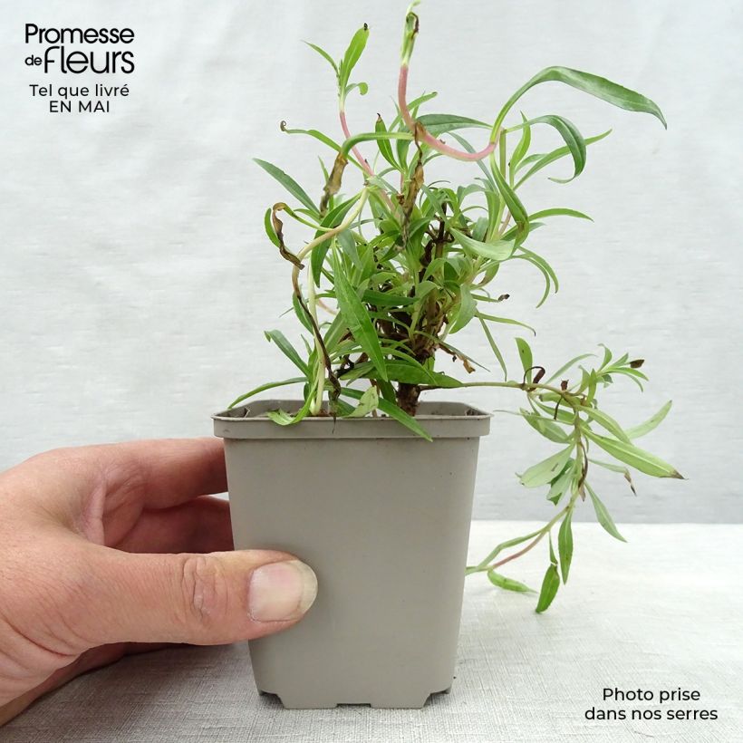 Example of Penstemon hybride Garnet - Galane Godet de 8/9 cm as you get in printemps
