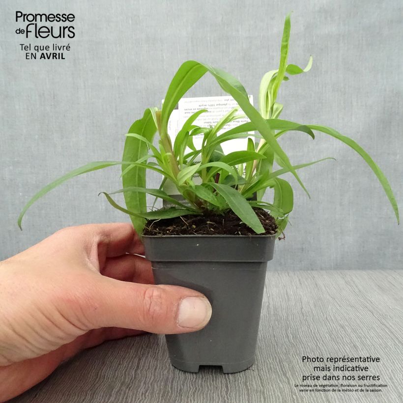 Example of Penstemon hybride Midnight - Galane Godet de 8/9 cm as you get in printemps