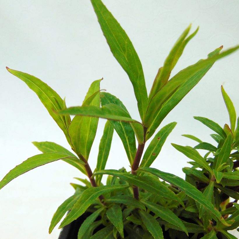 Penstemon hybride Russian River - Galane (Foliage)