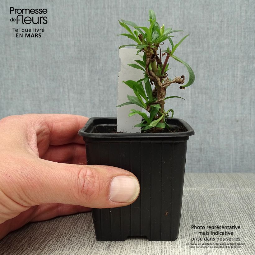 Example of Penstemon hybride Russian River - Galane Godet de 8/9 cm as you get in printemps