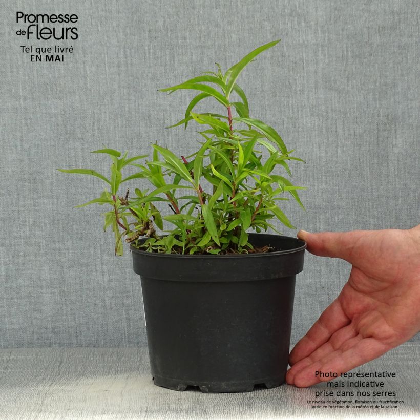 Example of Penstemon hybride Sour Grapes - Galane Pot de 2L/3L as you get in printemps