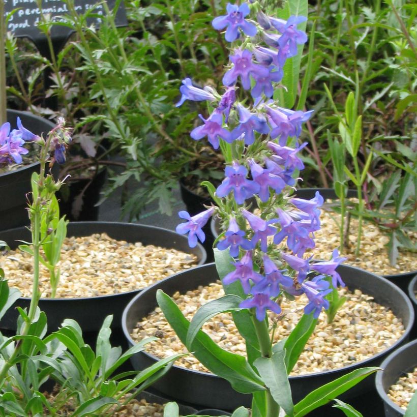 Penstemon mensarum - Galane (Flowering)