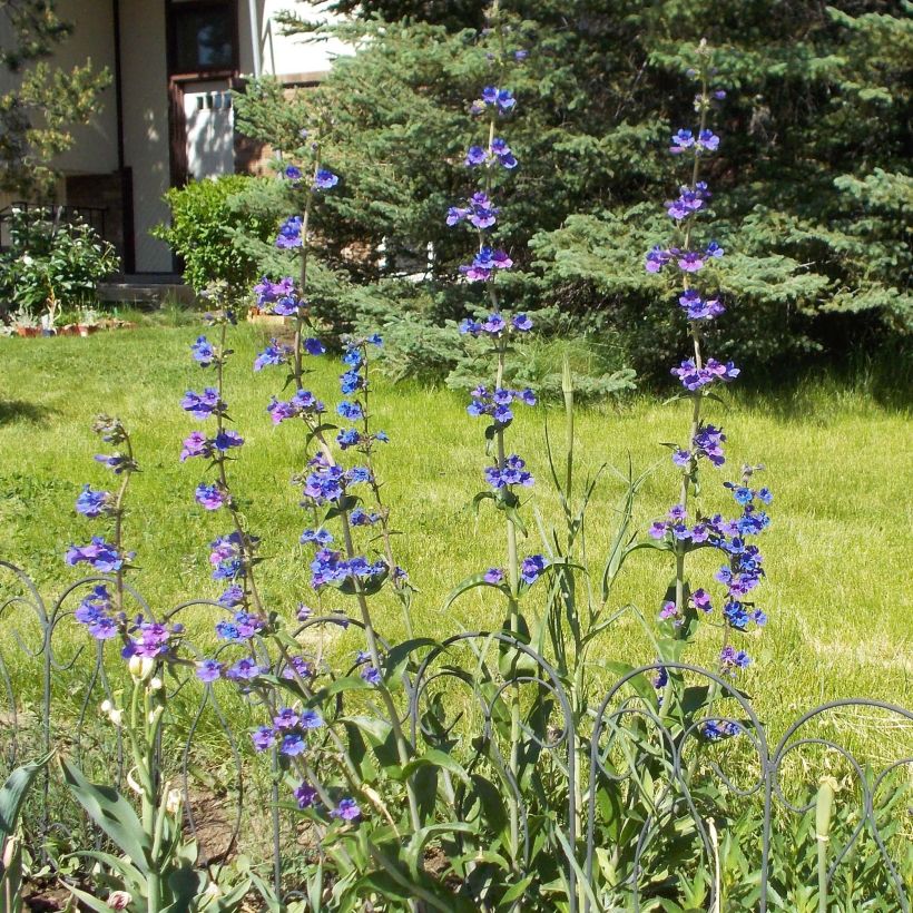 Penstemon mensarum - Galane (Plant habit)