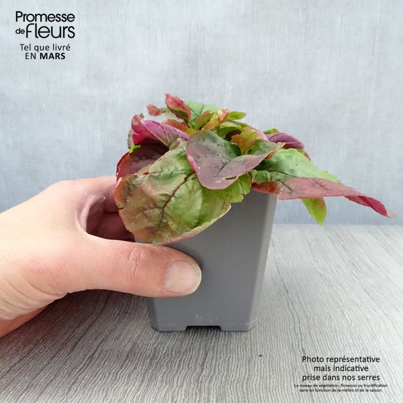 Example of Penstemon smallii - Galane Godet de 8/9 cm as you get in printemps